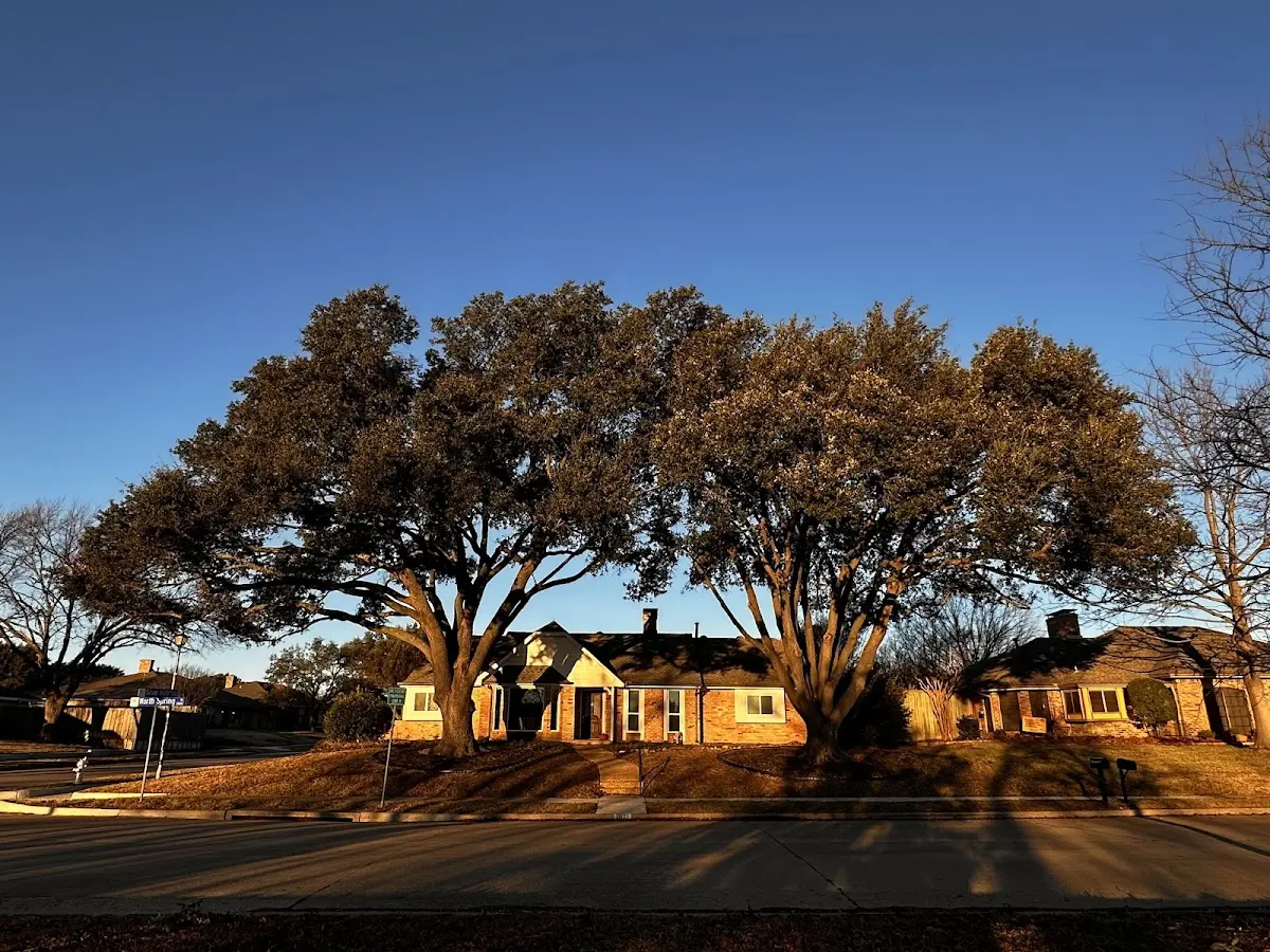 Established residential canopy tree shading a home in Granger